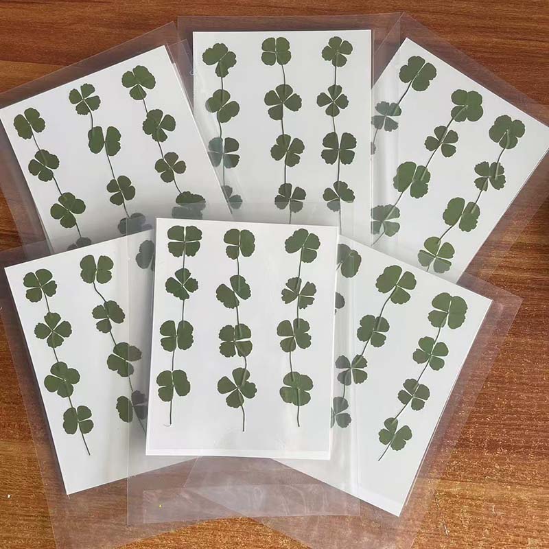 Red Clover Flower - 48 SZT., 60 SZT., 120 SZT./Suszone,