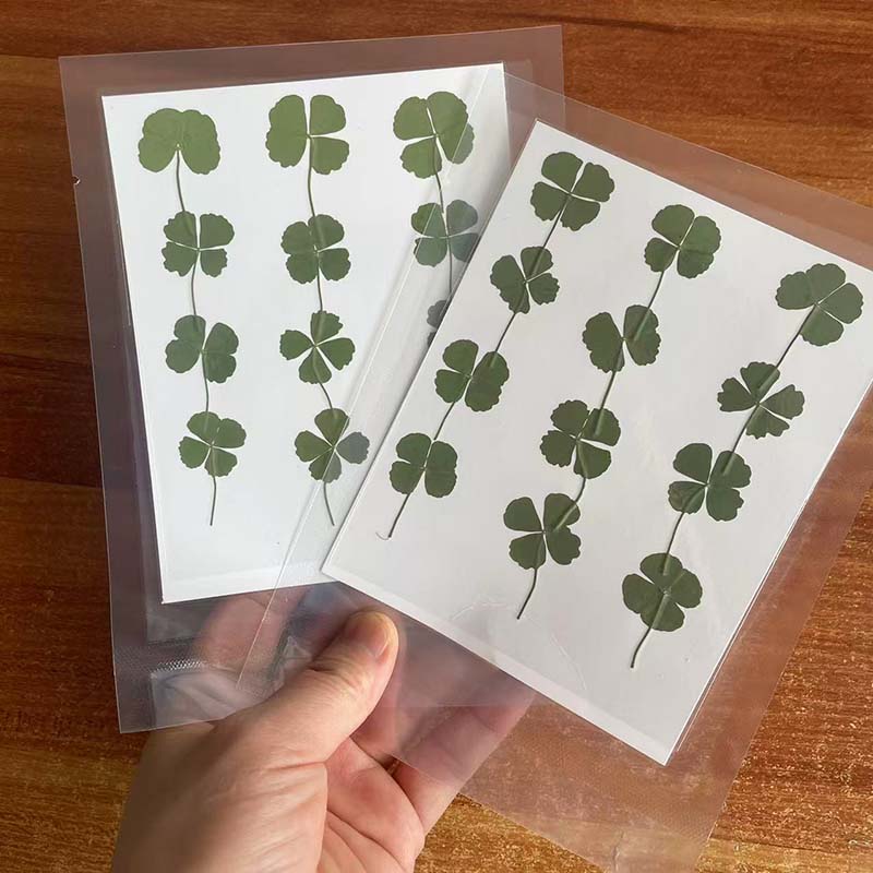 48 SZT., 60 SZT., 120 SZT./Sus – Red Clover Flower recenzja i cena