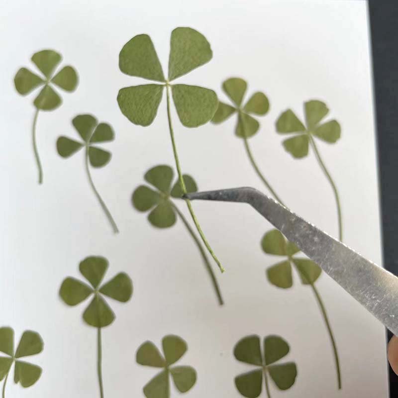 48 SZT., 60 SZT., 120 SZT./Sus – Red Clover Flower recenzja i cena