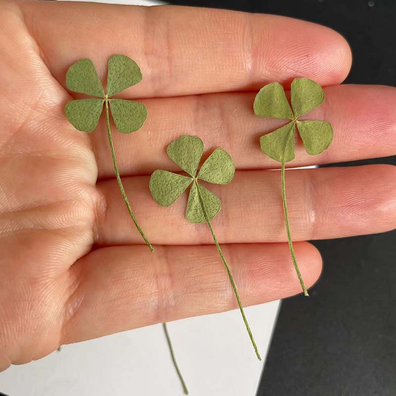 48 SZT., 60 SZT., 120 SZT./Sus – Red Clover Flower recenzja i cena